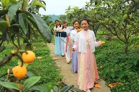 泸州纳溪：枇杷黄了 直播助销图片