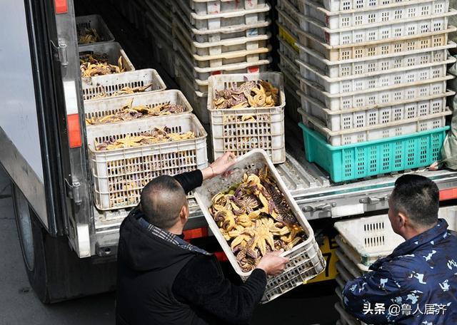 海星花胶的功效与作用及食用方法 2026年海星花胶的功效与作用及食用方