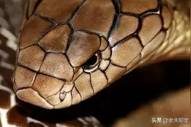 国内最凶狠的毒蛇，性格暴躁追人咬的“过山峰”为何如此可怕？图片