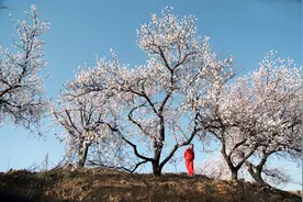 “杏”运花开图片