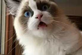 抄袭｜｜红色高跟鞋和原唱的《Take it from me》图片