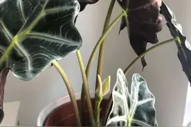 小众的室内盆栽黑叶观音莲，颜值高，价格便宜，为啥容易黄叶？图片