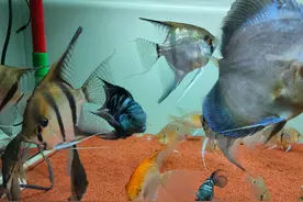 迷你鹦鹉鱼能和什么鱼混养，混养时需要注意什么图片