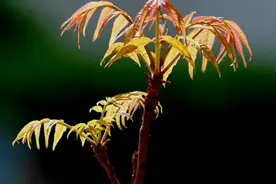 香椿木的价值和香椿木家具图片