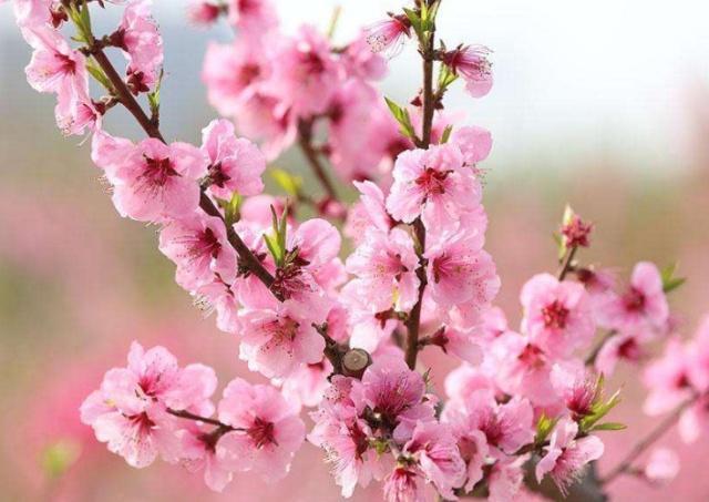 测你近期的桃花运如何