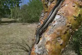 蛇从树上下来了，快跑！经常爬上树吓唬孩子的毒蛇，终于被捉住了图片