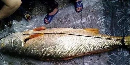 花胶上面的油质是什么 2026年花胶上面的油质是什么颜色