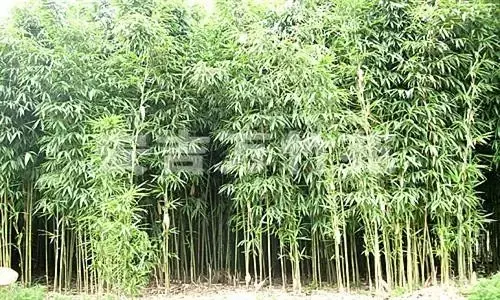 竹子有26种，详解，配图