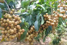 带你了解不一样的水果—龙眼，美味水果之一图片