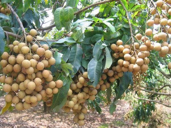 带你了解不一样的水果—龙眼，美味水果之一