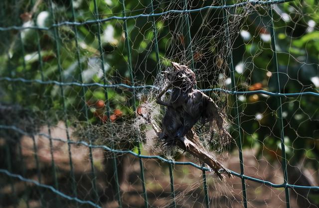 樱桃鸟害,防鸟出绝招——驱鸟神器