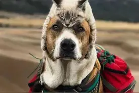 这是什么神仙组合啊！一猫一狗走天涯，完美诠释旅行的意义图片