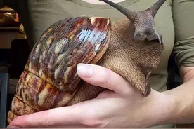 非洲大蜗牛入侵全球，美军当军粮，中国却没人敢吃，好浪费美食啊图片