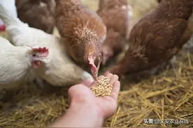 农村土鸡养殖需注意的问题图片