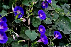 春季牵牛花这样养护，保准花繁似锦图片
