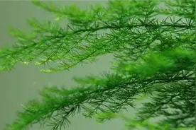 文竹几天浇一次水图片