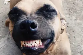 屠宰场里救下了狗狗，龇着牙以为要咬人，观察后却心疼不已图片