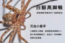 家庭俘获蟑螂高手-白额高脚蛛图片