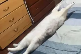 言语交流，非言语交流，怎么样让小猫咪知道你在表达善意呢？图片