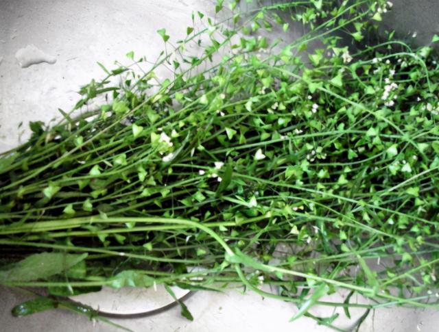 三月三,我家用野菜煮鸡蛋,老人小孩都能吃,营养滋补更养生