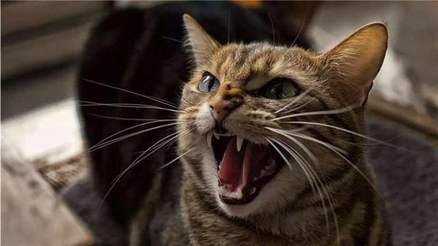 梦见猫咬我是什么意思「梦见被猫咬住不松口」