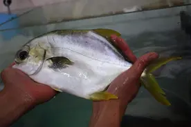 一种无磷海鱼有臭味、微毒，却在广东大卖，一斤高达70，凭啥？图片