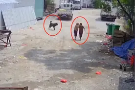 福建七旬老人被恶犬咬死，事发后狗还好好养着，死者家属：难以接受图片