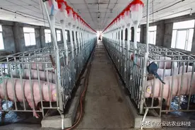 养猪为什么不能用水泥地？图片