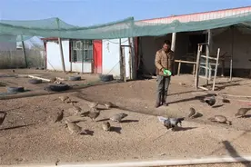 稀罕！巴彦淖尔这个农家小院竟然养了近2000只野鸡……图片