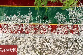 洛阳“樱花大道”花盛开图片