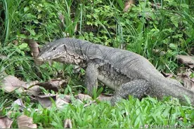 五爪金龙大蜥蜴，消失多年再现云南，据说肉质鲜美可入药图片