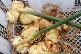 秋季，这种野“土豆”又成熟了，是蔬菜又是"中药材"，价值高图片