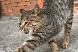 稀奇！广东一狸花猫专捉野兔，只吃兔头，兔肉送给猫主人图片