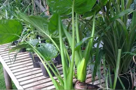 滴水观音和海芋傻傻分不清，还有人把它当芋头，有毒植物要多了解图片