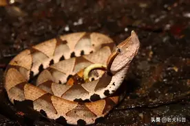 尖吻蝮：永不低头的“烂肉之王”，毒性恐怖，所到处“草木尽死”图片