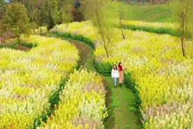美！重庆中心城区的五彩油菜花“梯田”！就在两江新区这儿！图片