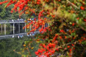 云南寻甸凤龙湾小镇开出“春天列车”图片