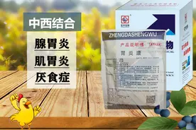 鸡过料，拉鱼肠子粪便，有腺胃炎，用胃炎康图片