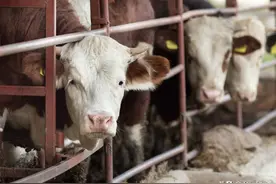 养牛要办三证，你知道是哪三证吗？图片