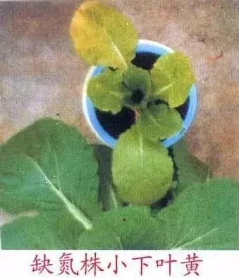 妞嶇墿缂虹礌鍘熷洜鍙婄己绱犵棁鐘跺鐓ц〃