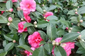 寒露过后，给茶花喂一勺“大补肥”，枝繁叶茂，花朵更大更多更美图片