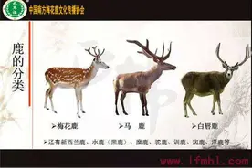 鹿茸片怎么用最好？您了解它的奥秘吗？图片