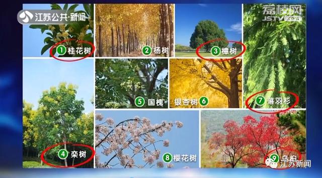 再不用靠进口！全国近1/3的碧根果竟产自江苏这里丨黄金时间
