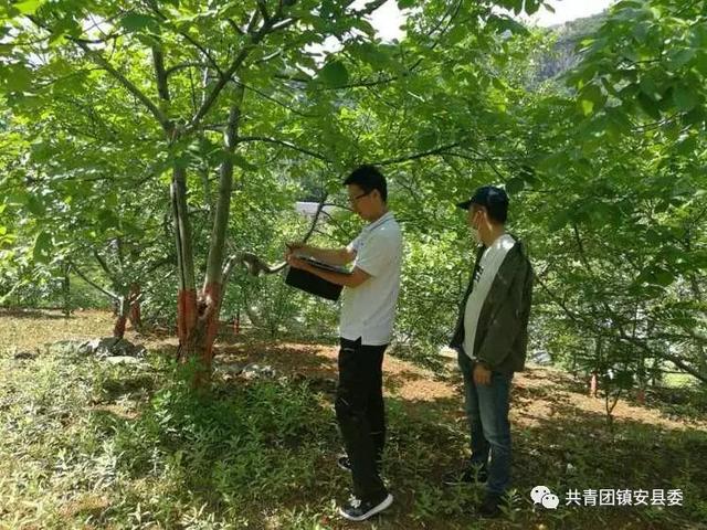 镇安县首次开展核桃病虫害无人机飞防工作