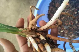 春天养兰花，教你用松树皮配土，疏松肥沃长出萝卜根图片