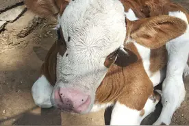 刚出生的小花牛，可爱萌牛图片