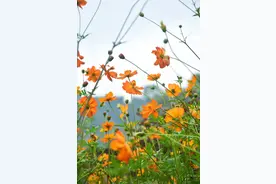 看完了向日葵花，寿宁这里还有成片的格桑花等你来摆拍图片