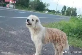 狗狗走丢了，原地等待主人四年，再次相见时，它却不跟主人走了图片