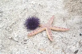 海星与海胆图片