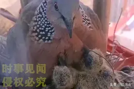 山东一女子家中窗台上，斑鸠连续3年筑巢，“已经成了好朋友”图片